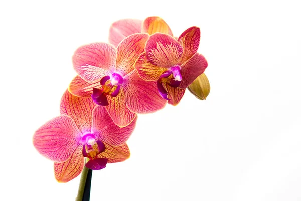 Gyönyörű Rózsaszín Orchideák Virágok Phalaenopsis Fehér Háttér — Stock Fotó