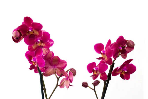 Gyönyörű Rózsaszín Orchideák Virágok Phalaenopsis Fehér Háttér — Stock Fotó