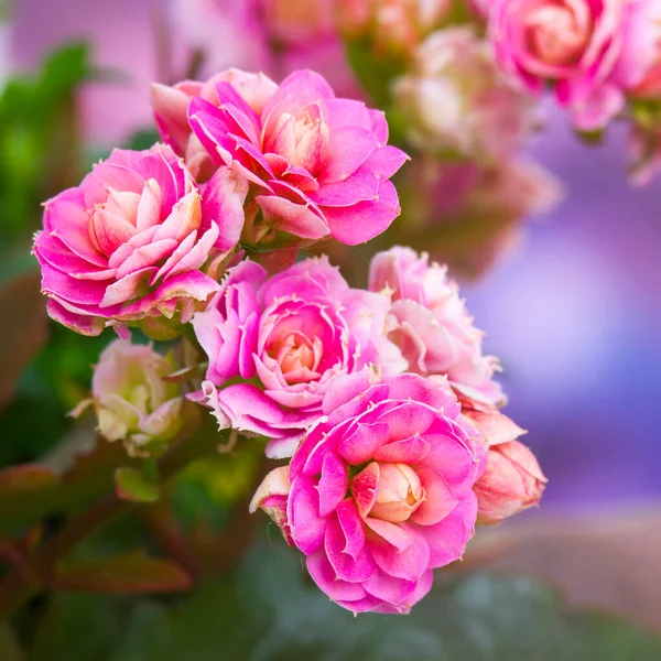 Kalanchoe Flowers Close — Stock Photo, Image