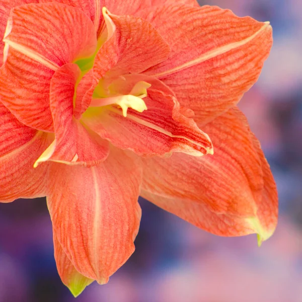 Flores Vermelhas Hippeastrum Amaryllis Close — Fotografia de Stock