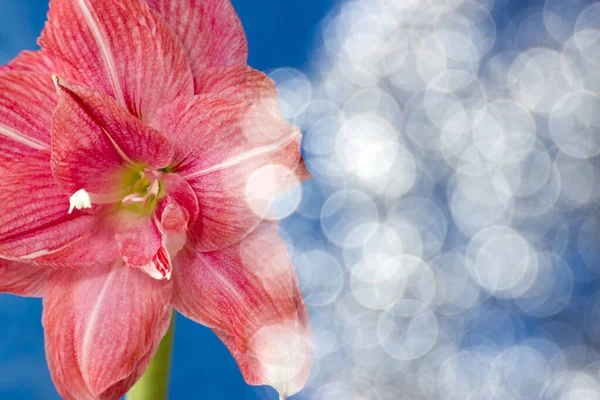 Flores Rosa Hippeastrum Amaryllis Bokeh — Fotografia de Stock