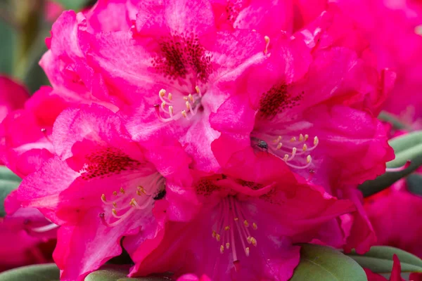 Blooming Pink Rhododendron Flowers Garden — Stock Photo, Image