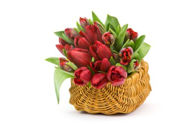 Beyaz arkaplanda bir sepette kırmızı laleler
