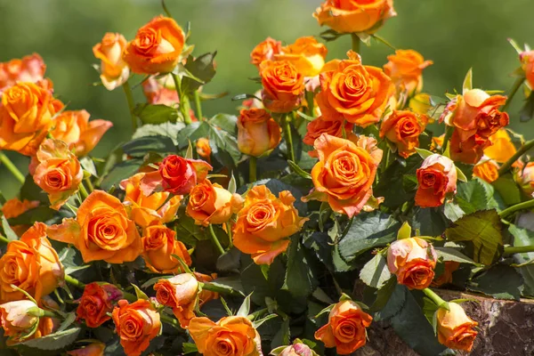 Fond Roses Orange Gros Plan — Photo