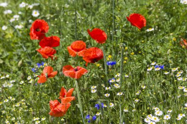 Çayırda - yabani çiçekler - gelincikler, papatyalar, çiçek