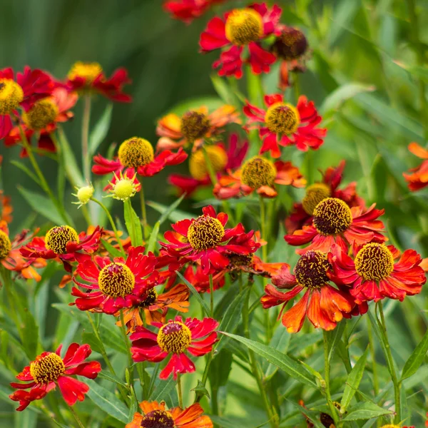 Цветущие Красные Эхинацея Цветы Саду — стоковое фото