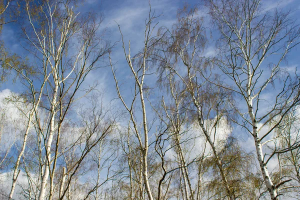 Bříza Stromy Před Jarní Oblohou Mraky — Stock fotografie