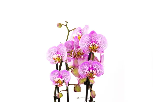 Gyönyörű Rózsaszín Orchidea Phalaenopsis Fehér Háttér — Stock Fotó