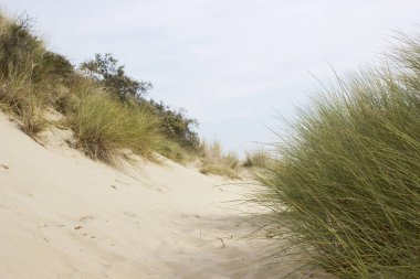Hollanda 'daki kum tepeleri, Haamstede, Zeeland.
