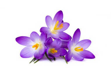 Crocus - beyaz arkaplandaki ilk ilkbahar çiçeklerinden biri