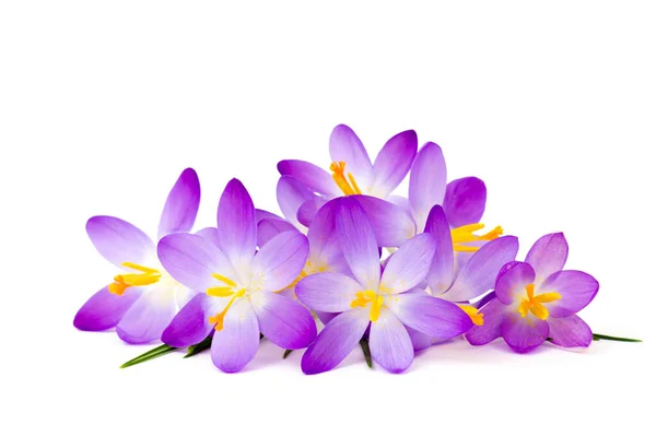 Crocus - beyaz arkaplandaki ilk ilkbahar çiçeklerinden biri