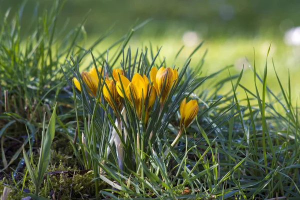 Crocus One First Spring Flowers Garden — Stock Photo, Image