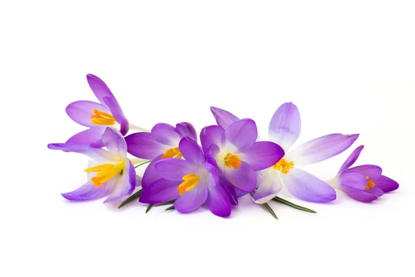 クロッカス 白を背景にした最初の春の花の1つ — ストック写真