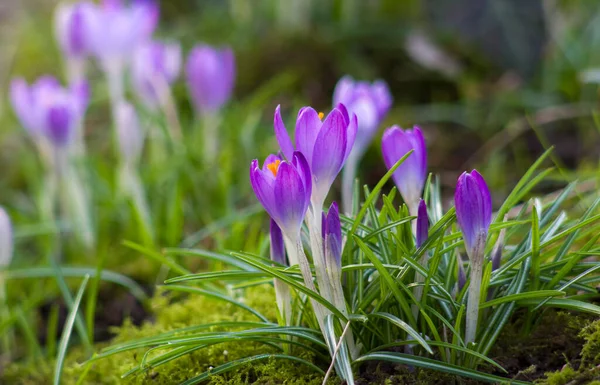Crocus Bahçedeki Ilk Ilkbahar Çiçeklerinden Biri Yumuşak Odak — Stok fotoğraf