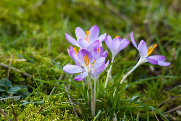 Crocus One First Spring Flowers Garden — Stock Photo, Image