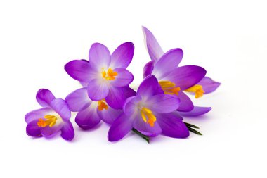Crocus - beyaz arkaplandaki ilk ilkbahar çiçeklerinden biri