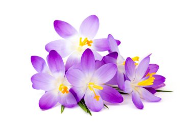 Crocus - beyaz üzerine ilk bahar çiçeklerinden biri.