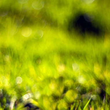 Soyut doğa arka planı - taze yeşil çimen. Yumuşak Odaklanma. 