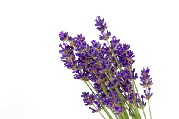 Bunch Lavender Flowers White Background — Stock Photo, Image