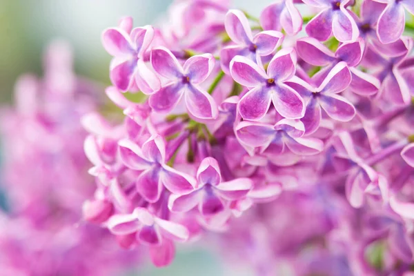 ライラックの花を咲かせ マクロ写真 — ストック写真