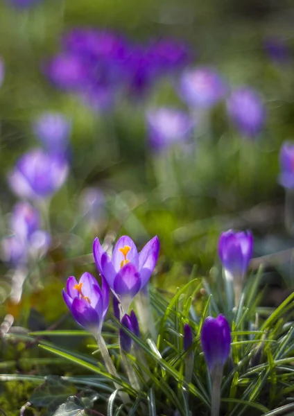 Crocus One First Spring Flowers Garden — Stock Photo, Image