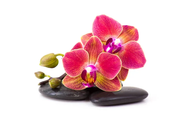 Orquídea Colorida Pedras Massagem Fundo Branco — Fotografia de Stock
