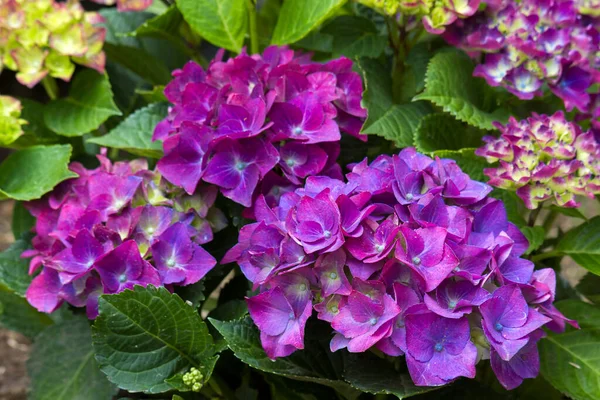 Bahçede Mor Hortensiya Çiçekleri — Stok fotoğraf