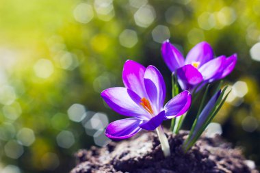 Crocus - ilkbahar çiçeklerinden biri.