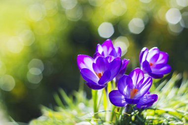 Crocus - ilkbahar çiçeklerinden biri.