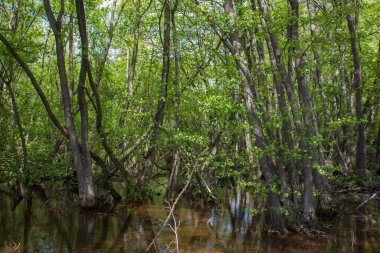 Eski Ren - Alman kırsal bölgesi, Almanya 'nın Aşağı Ren Bölgesi