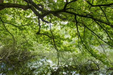 Alman kırsal alanı, Almanya 'nın Aşağı Ren Bölgesi
