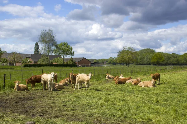 Koeien Grazen Een Lenteweide Zonnige Dag Duits Landschap Nederrijn Duitsland — Stockfoto