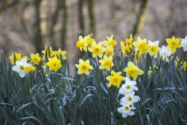 Nergis, Narcissus sahte, sarı ve beyaz narsisli çiçekler bir parkta, bahar zamanı