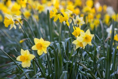 Nergis, Narcissus sahte, sarı narsisli çiçekler bir parkta, bahar zamanı.
