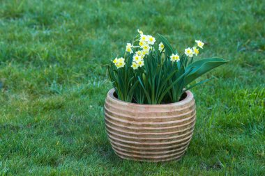 Nergis, Narcissus sahte narsisleri, bir saksıda beyaz narsisli çiçekler, bahar zamanı.