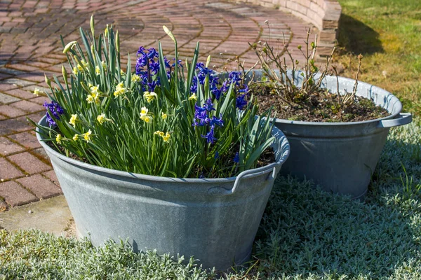 Rustik Tenn Badkar Med Blommor Hyacint Och Narcissus Vår — Stockfoto