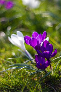 Crocus - bahçedeki ilk ilkbahar çiçeklerinden biri - yumuşak odak