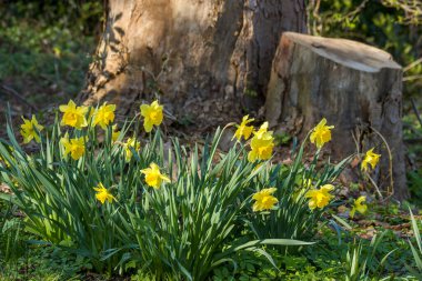 Nergis, Narcissus sahte, sarı narsisli çiçekler bir parkta, bahar zamanı.