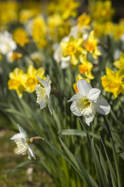 Jonquille Narcisse Pseudonarcisse Fleurs Narcisses Jaunes Blanches Dans Parc Printemps — Photo