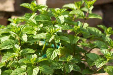 Nane ve bitki sarmalı.