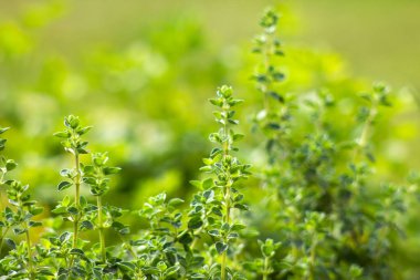 Bahçedeki origano - yumuşak odak