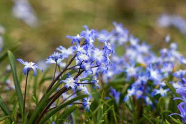 Baharın başlarında mavi scilla çiçekleri - yumuşak odak