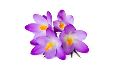 Crocus - beyaz arkaplandaki ilk ilkbahar çiçeklerinden biri