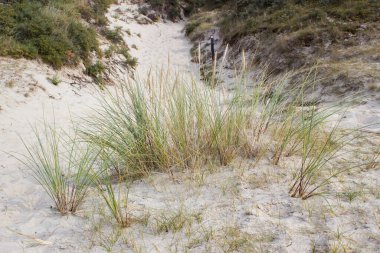 Kum tepeleri, Haamstede, Zeeland, Hollanda