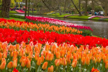 Keukenhof, Hollanda 'da laleler