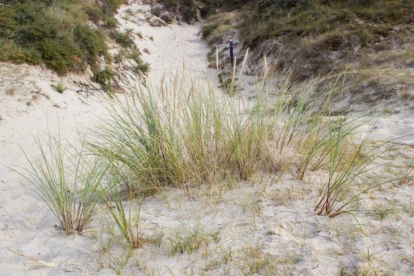 Kum tepeleri, Haamstede, Zeeland, Hollanda