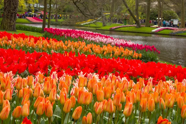 Keukenhof, Hollanda 'da laleler