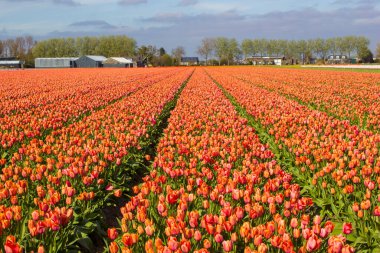 Hollanda 'daki lale tarlası, İlkbahar