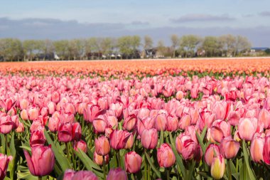 Hollanda 'daki lale tarlası, İlkbahar