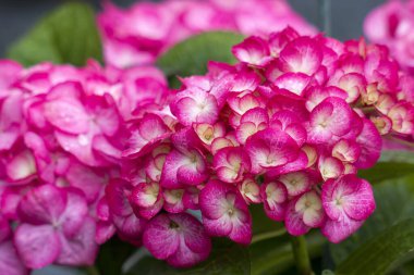 Pembe hortensiya çiçekleri - yumuşak odak